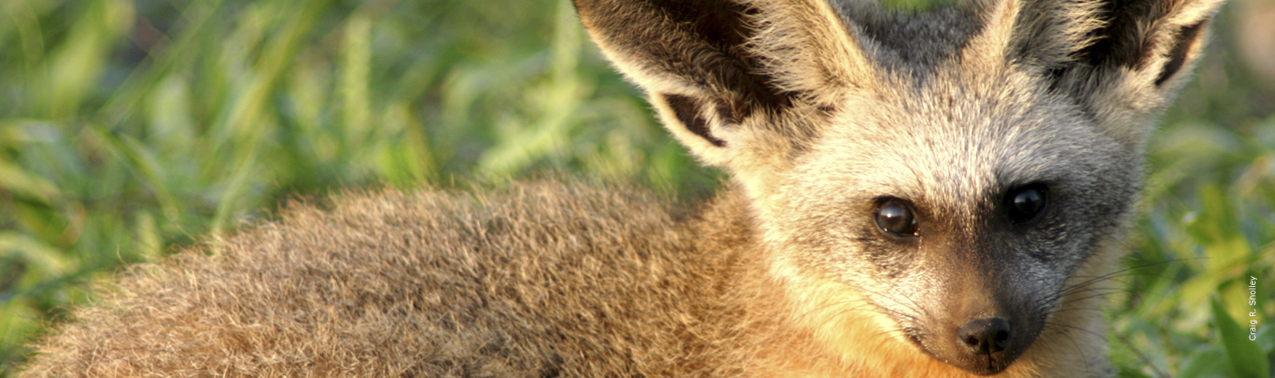 bat-eared-fox-african-wildlife-foundation